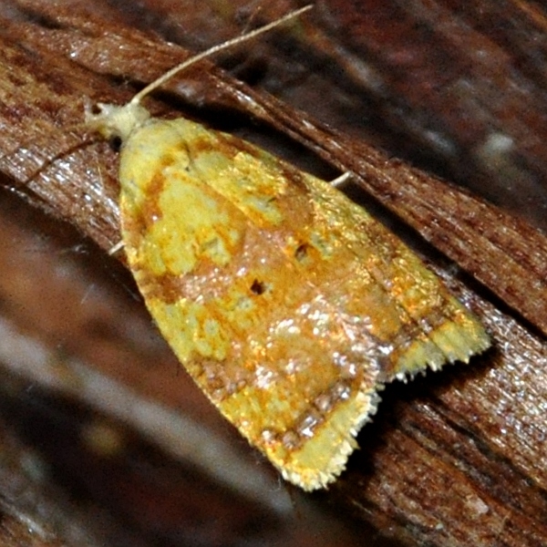Photo of Acleris albicomana by <a href="http://www.coffinpoint.ca/">Paul Westell</a>